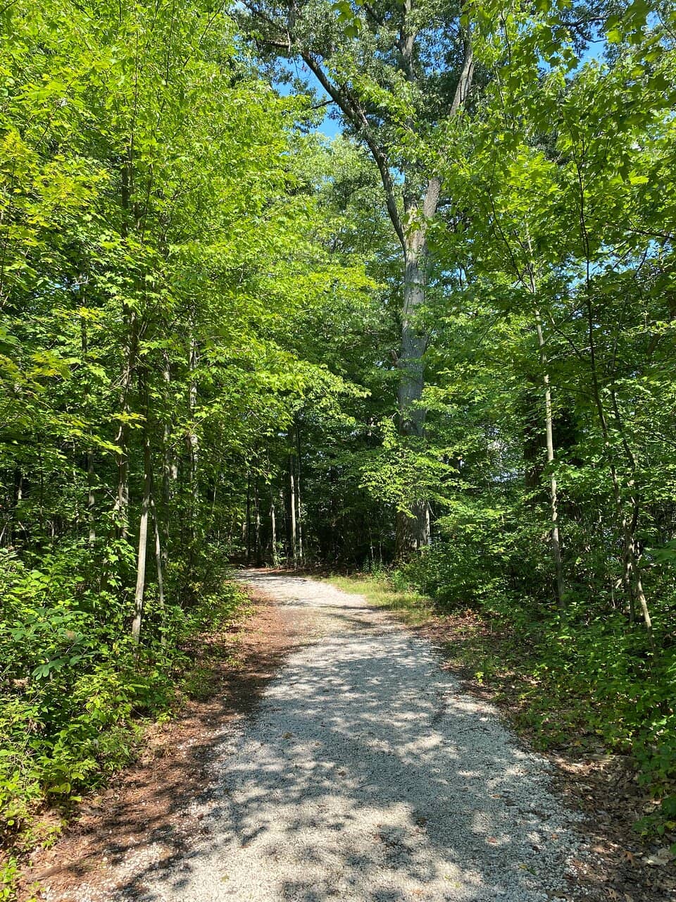 Dog-Friendly Water Play