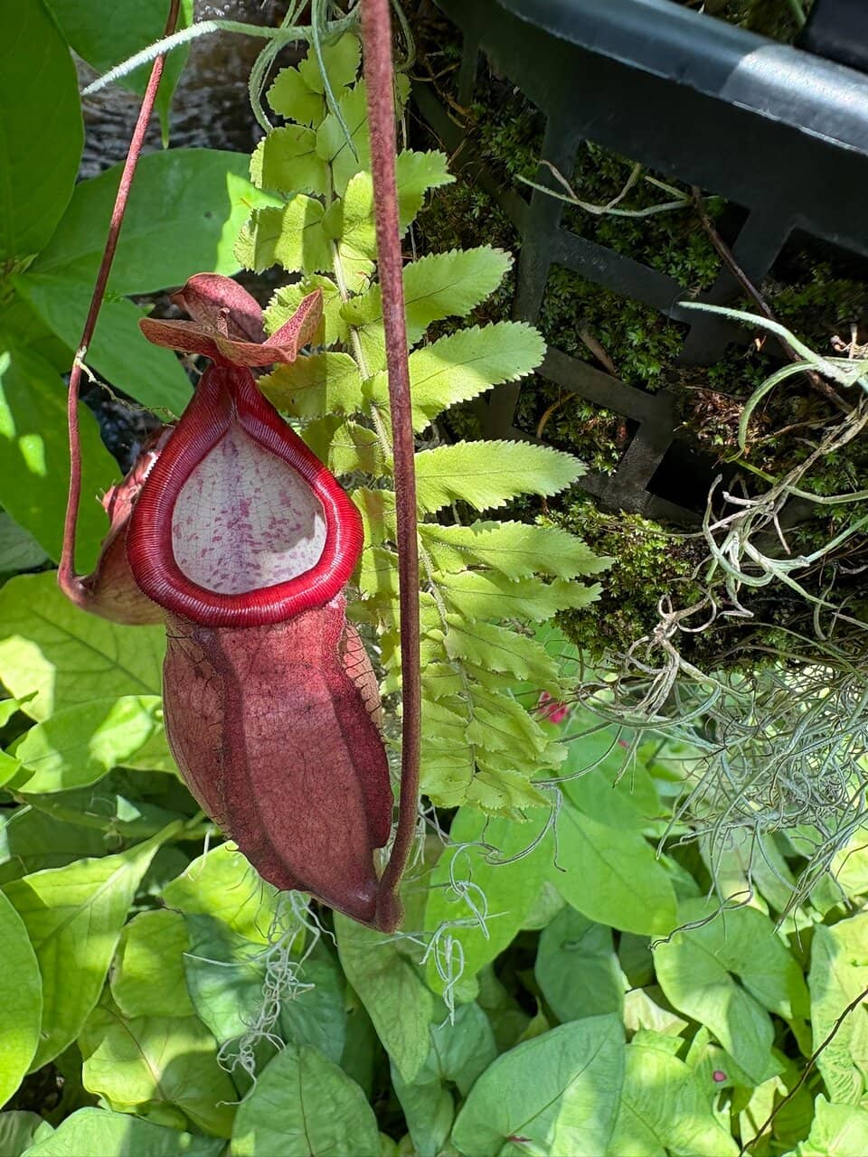 Atlas Moth Encounter