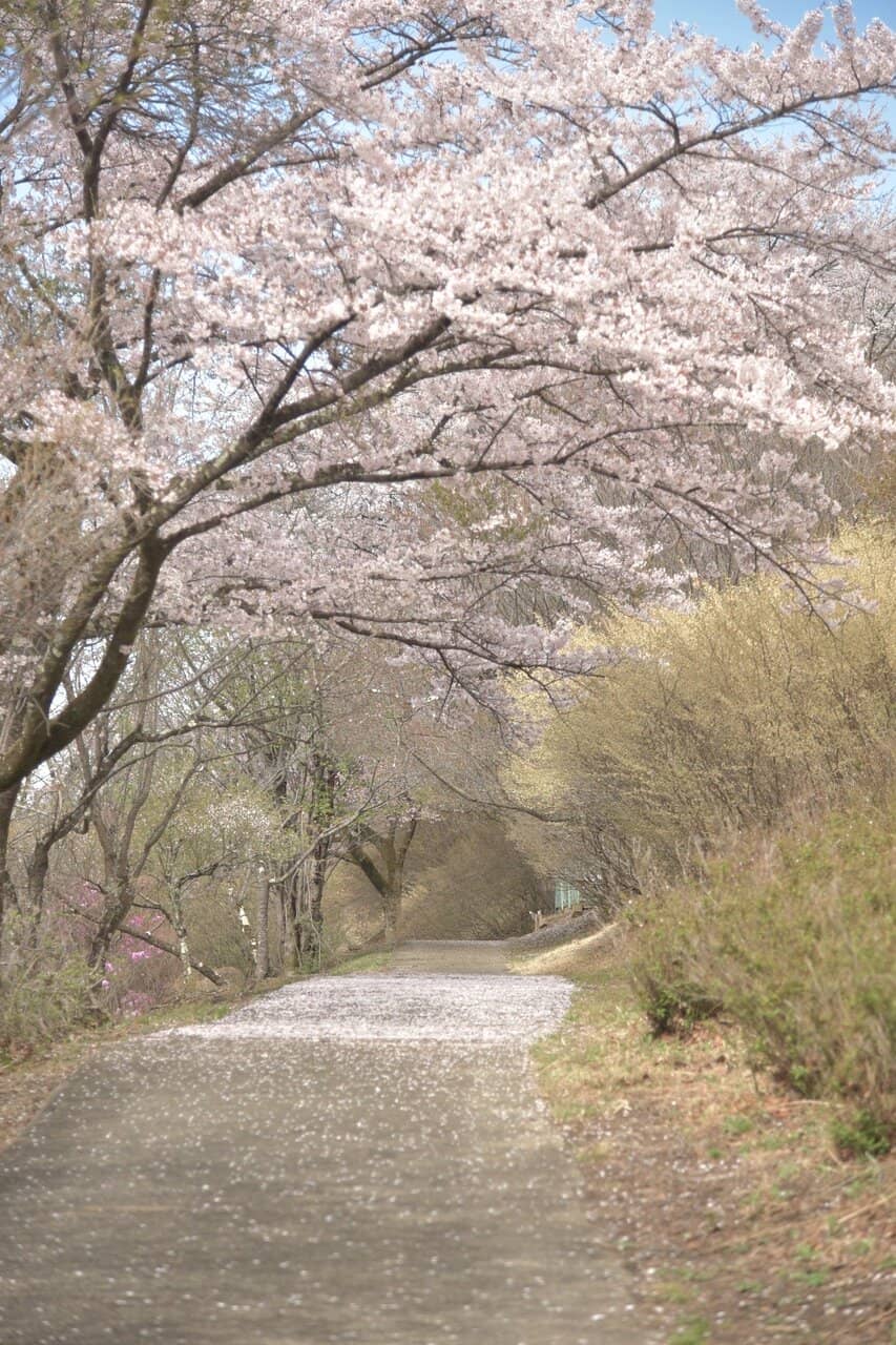 Winter Cherry Blossoms (Fuyuzakura)