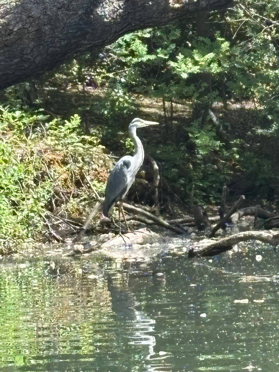 Wildlife Encounters