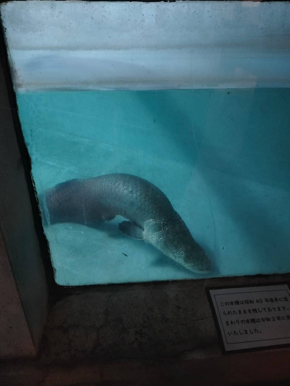 Unique Aquarium