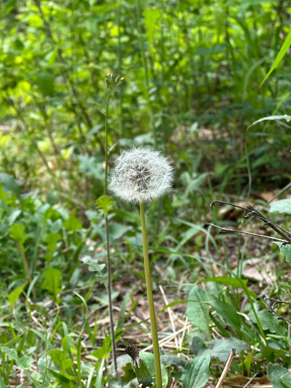 Panoramic Seoul Views