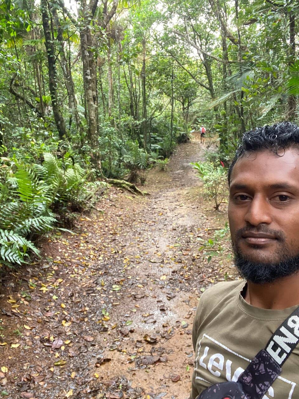 Lush Rainforest