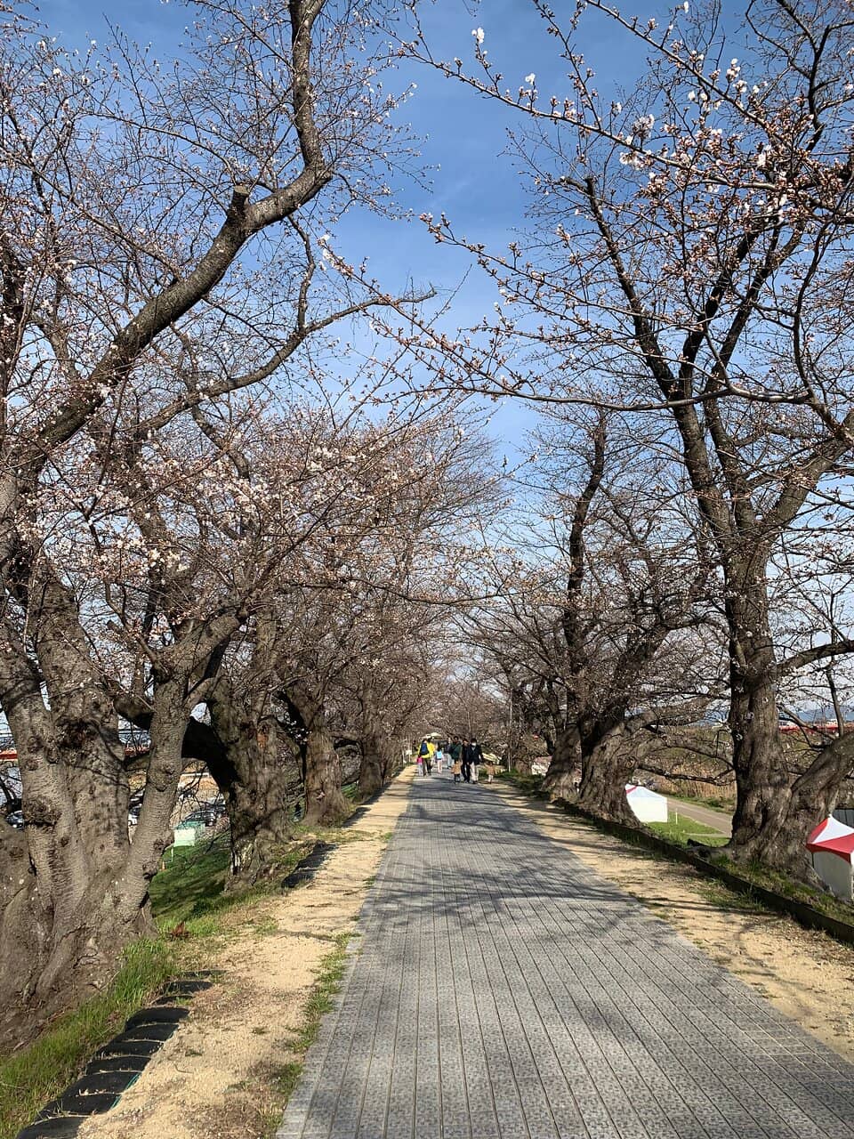 Sakura Festival