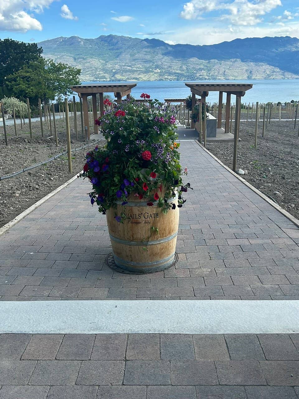 Vineyard Stroll