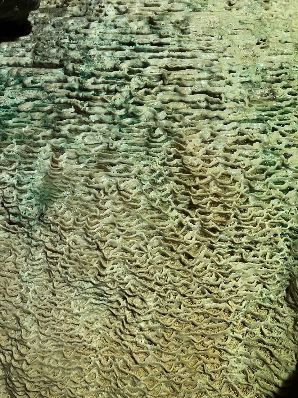 Manatee Viewing