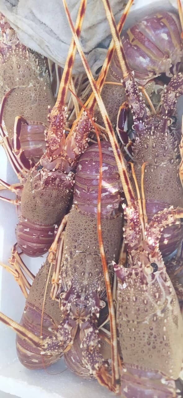 Caseificio Borderi Panini