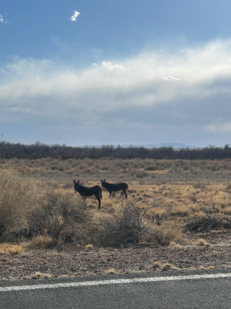 Wild Burro Sightings
