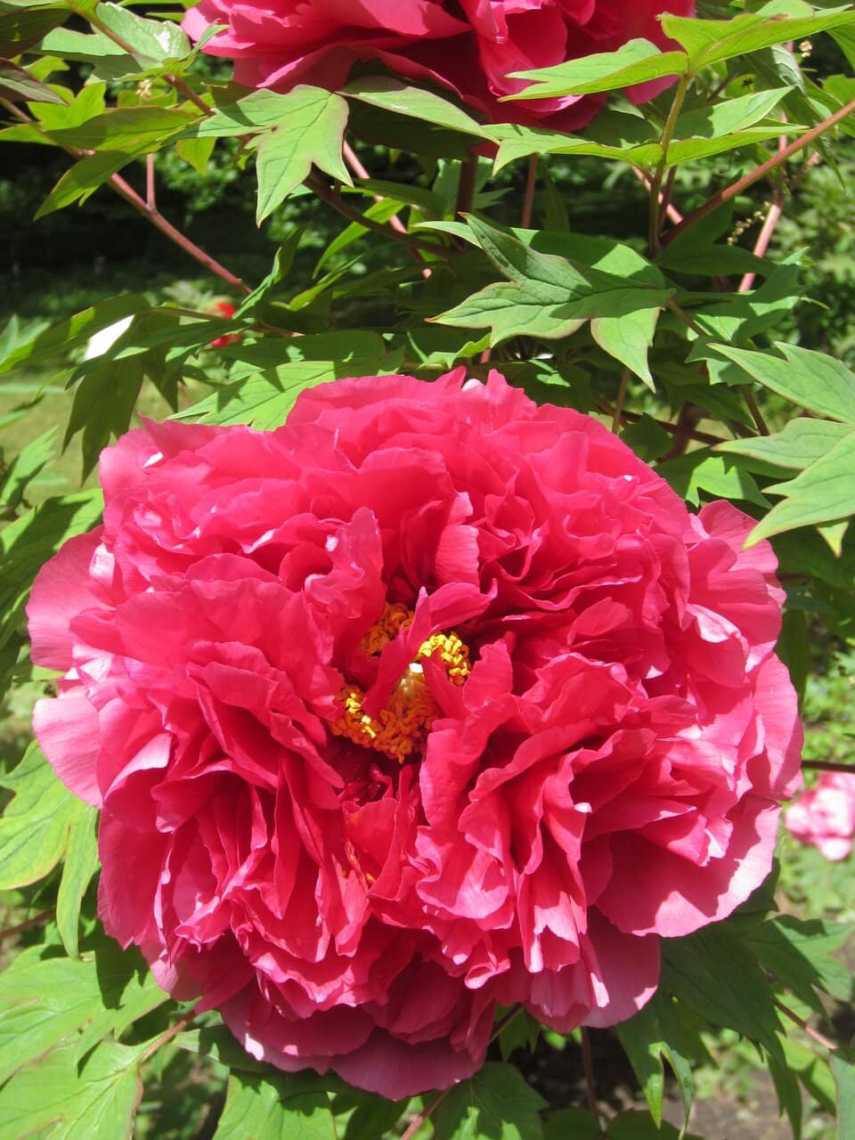 Olmsted's Design