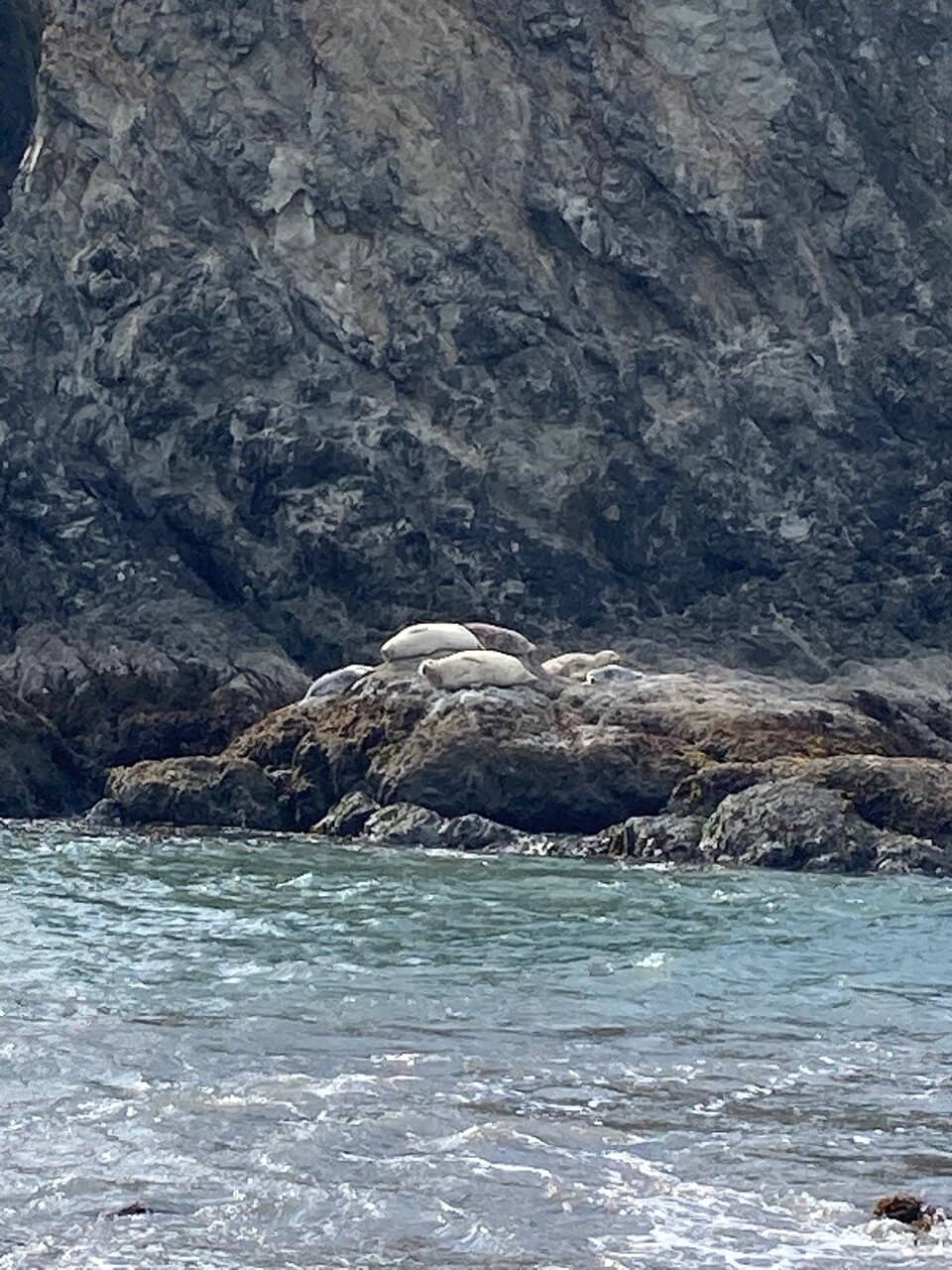 Tide Pool Exploration