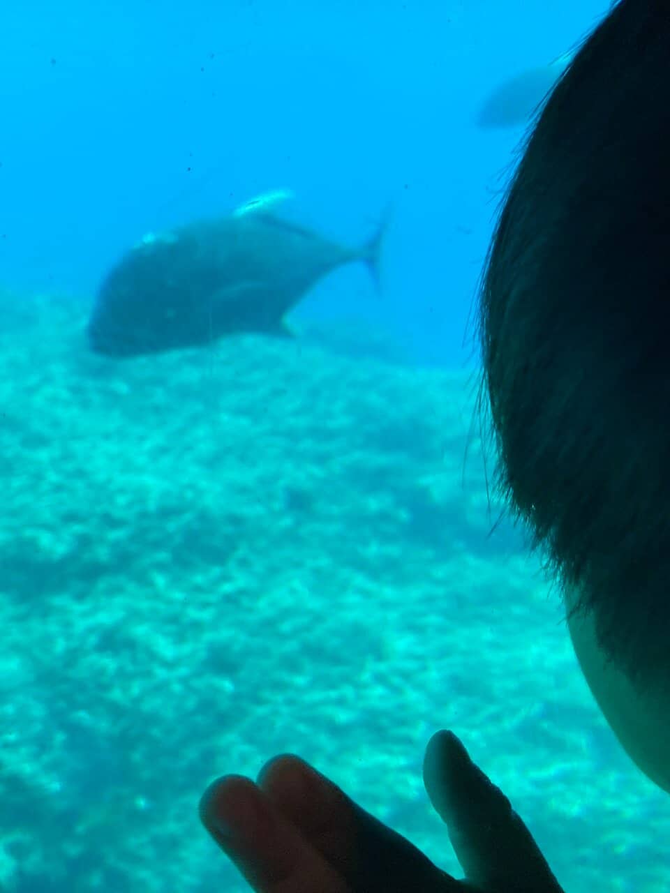 Diverse Marine Life