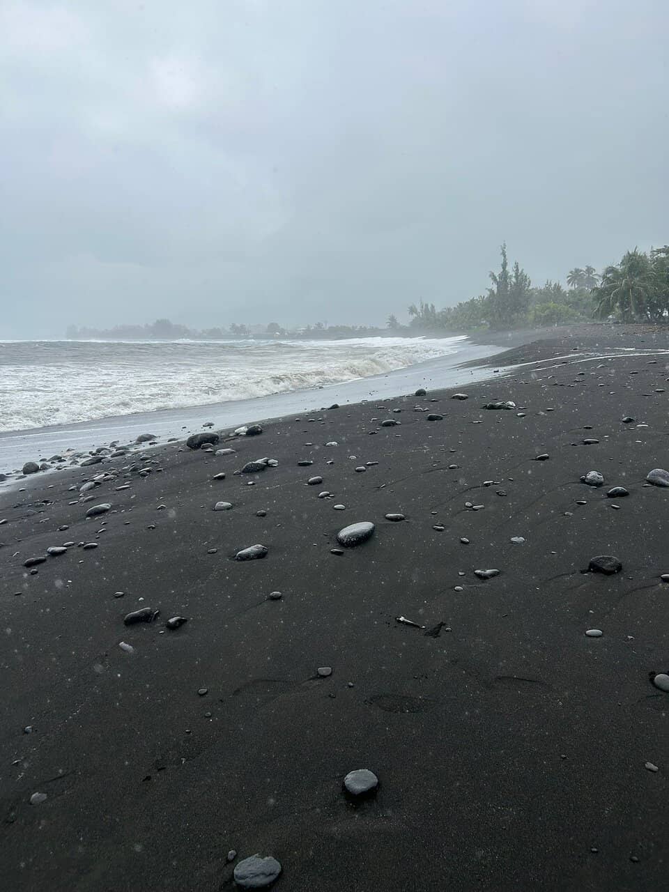 Local Food Truck Delights