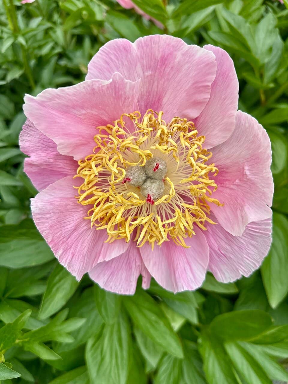 Peony and Rhododendron Displays