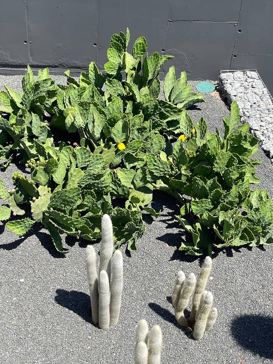 Cacti Collection