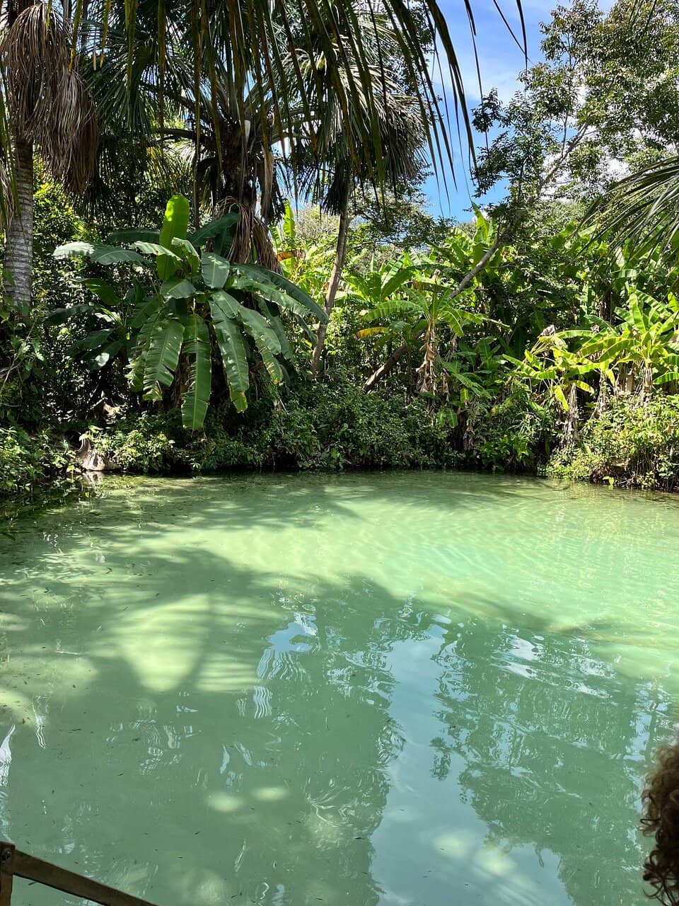 Lush Surrounding Vegetation