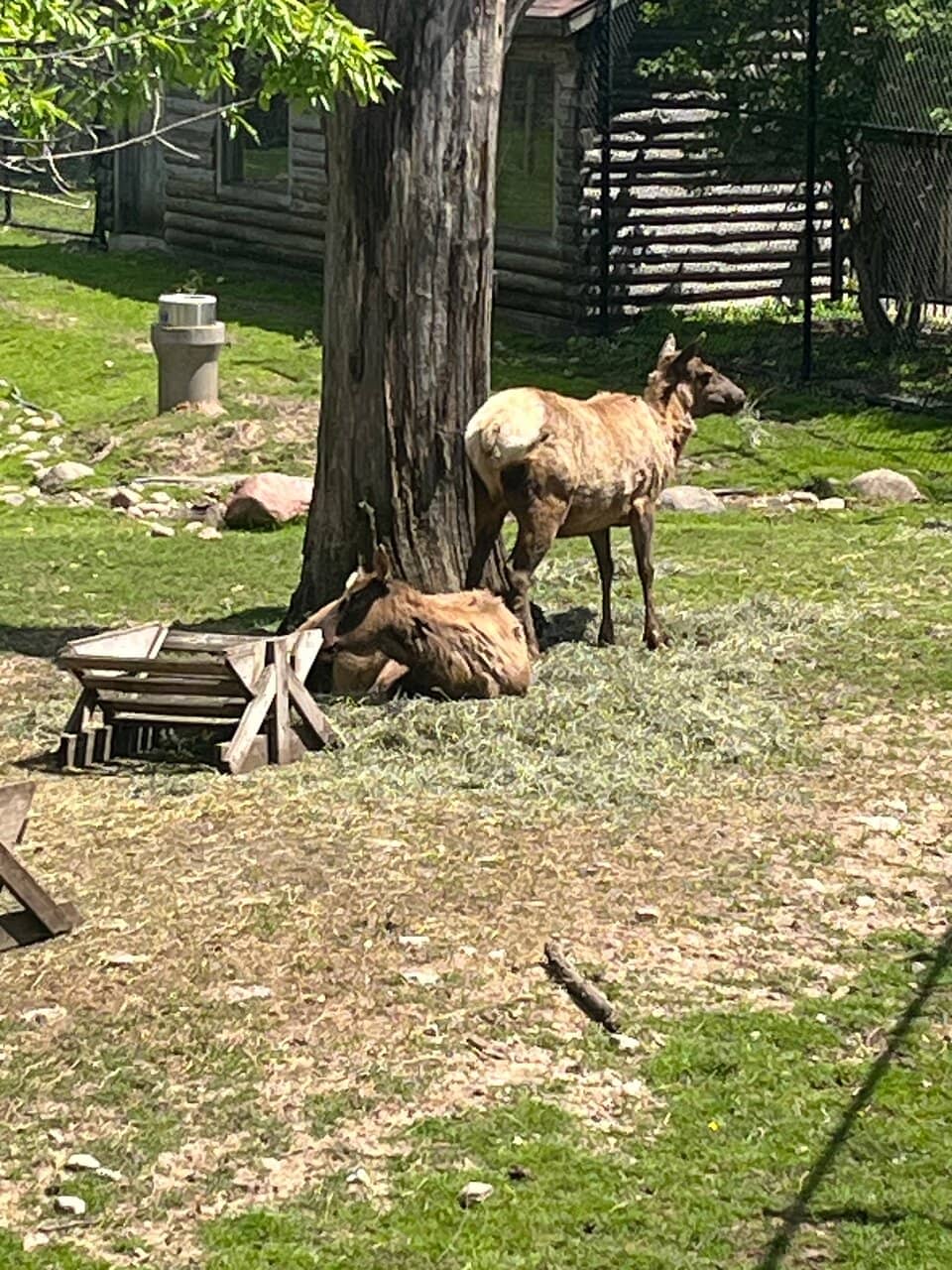 Interactive Animal Feeding