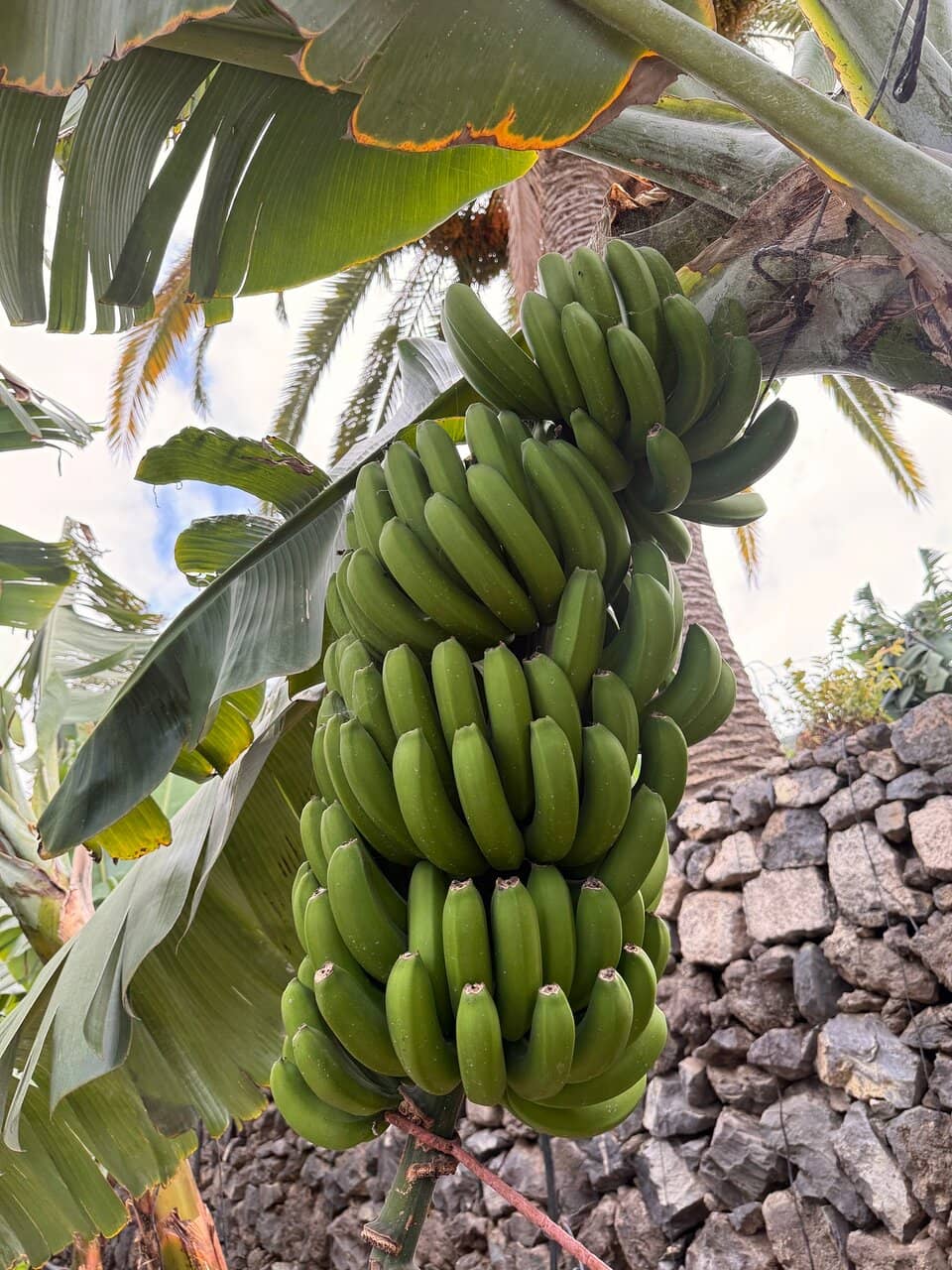 Local Banana Products