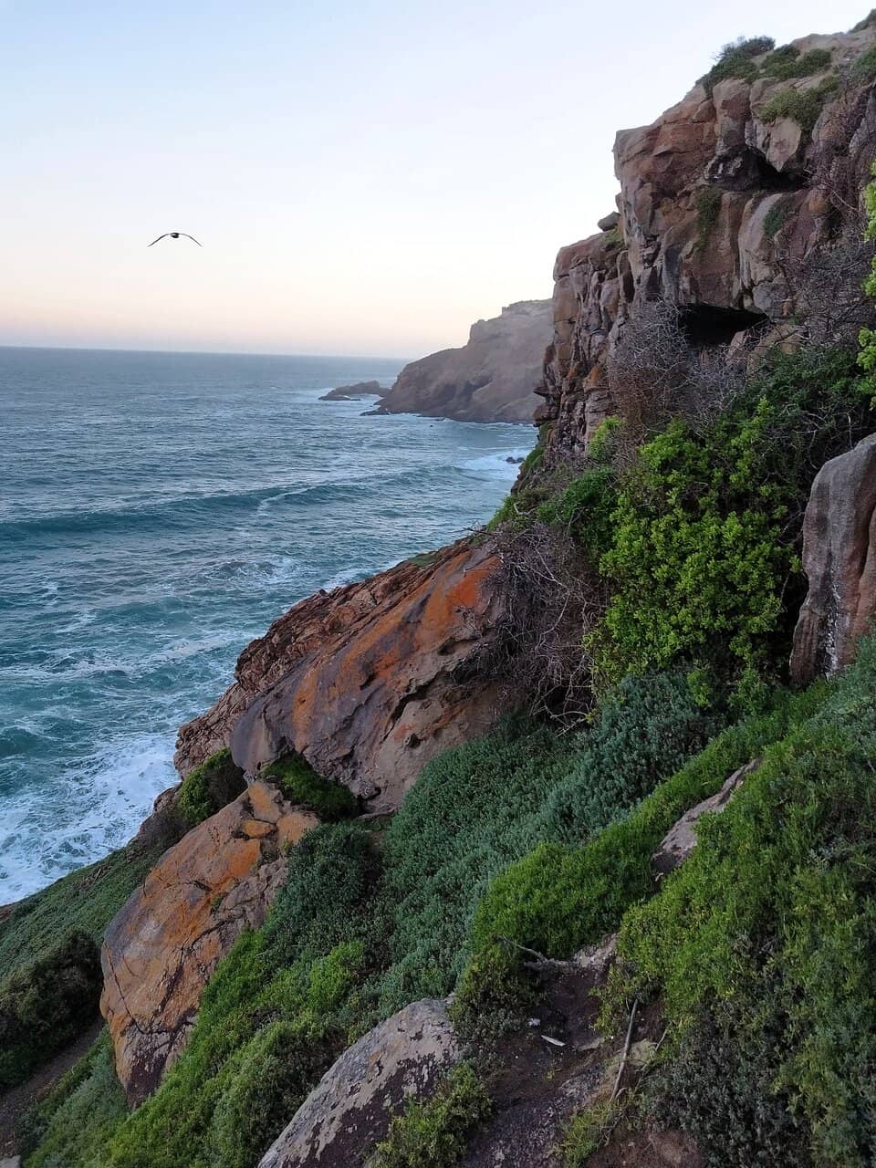 Seal Sightings