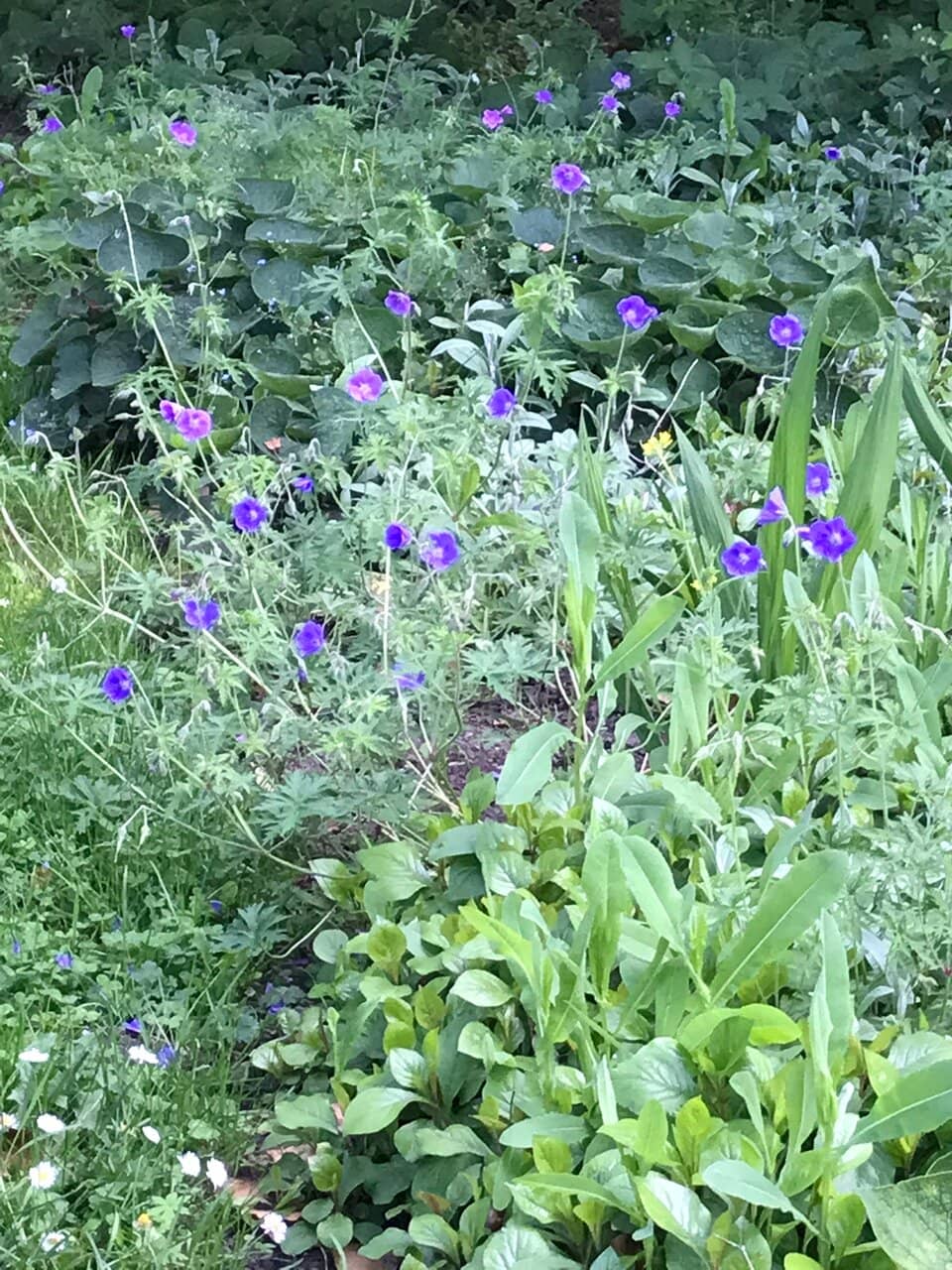 Tranquil Forest Trails