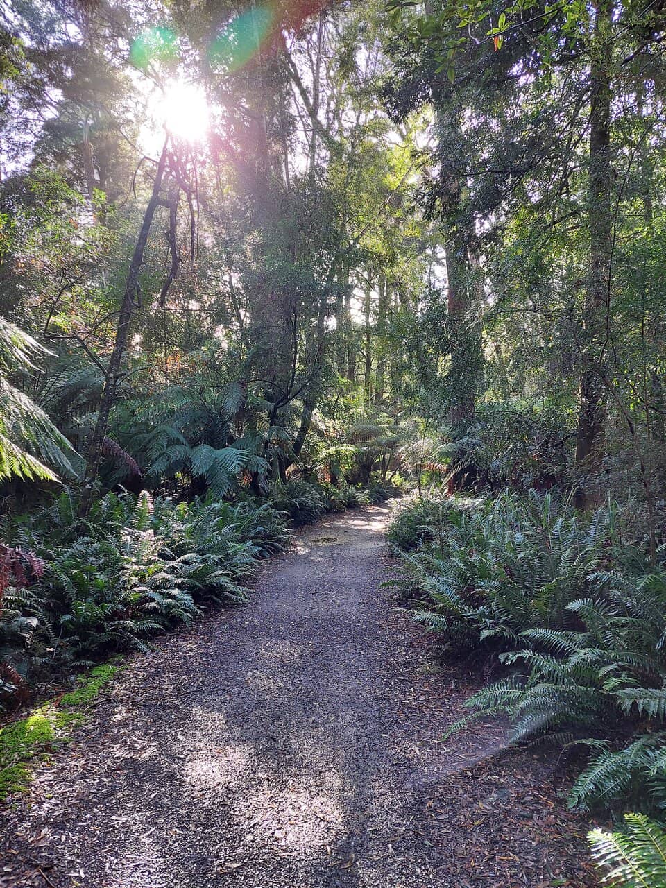 Rainforest Trail
