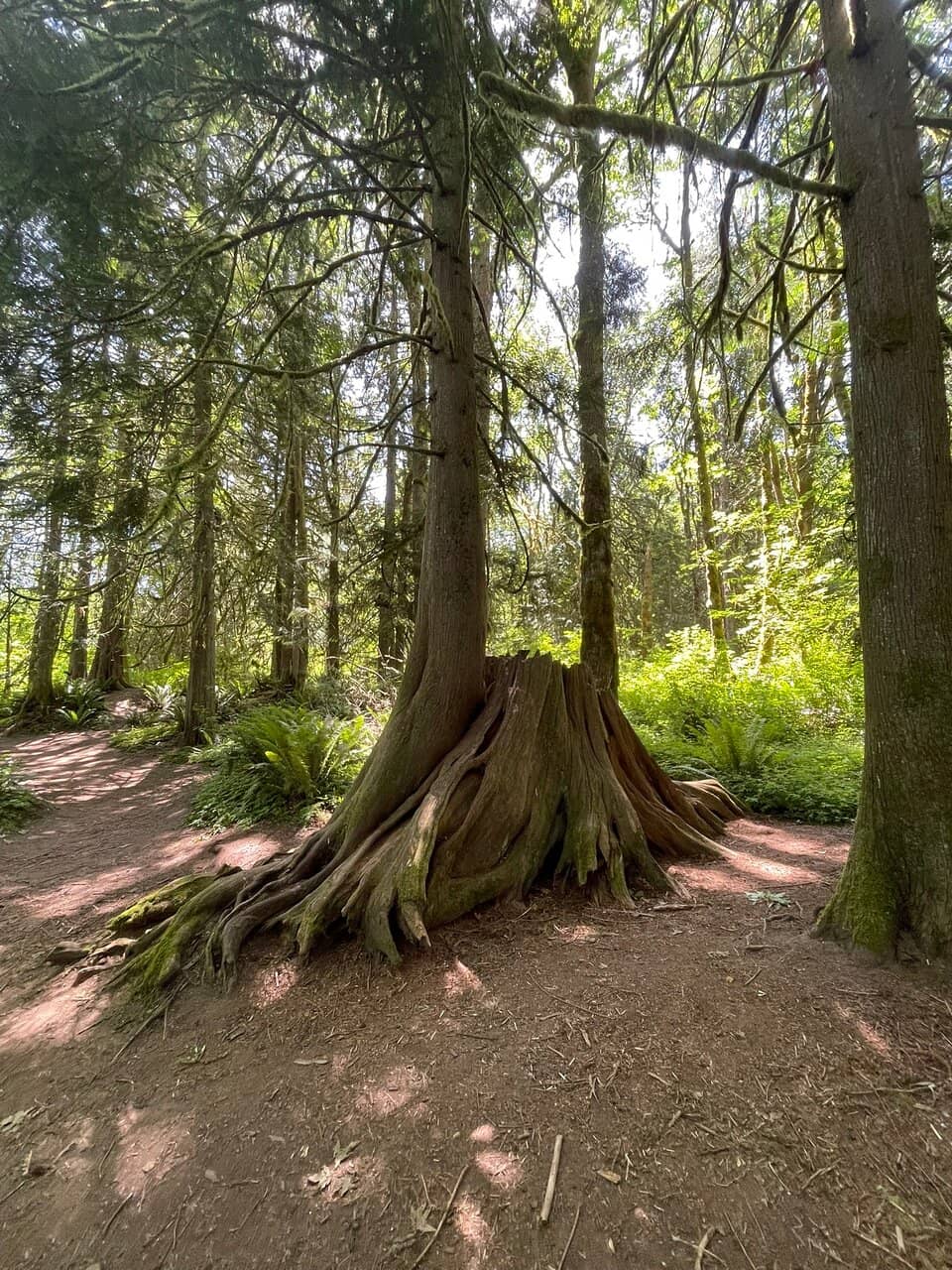Wooden Bridges & Boardwalks
