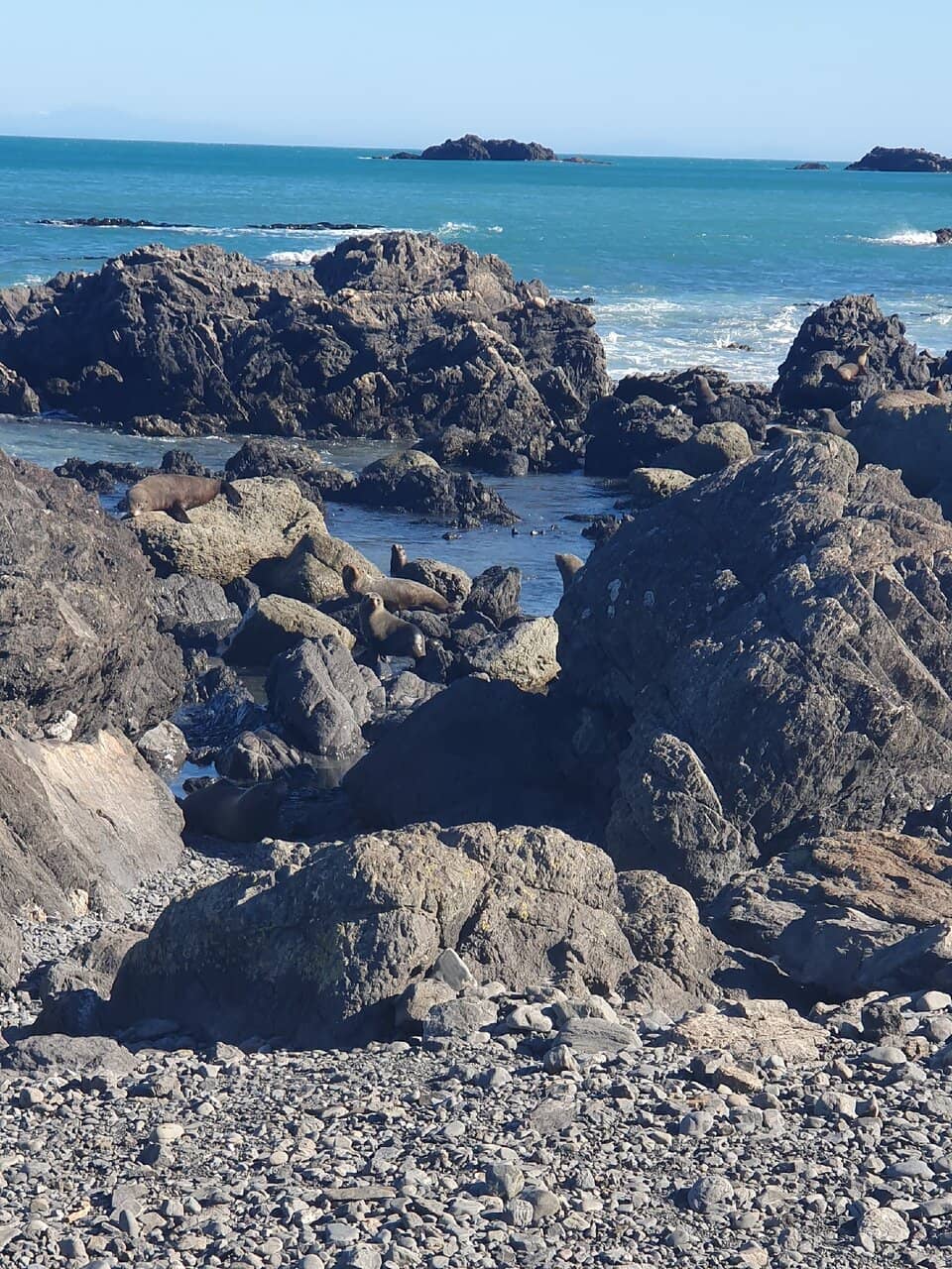 Seal Colony