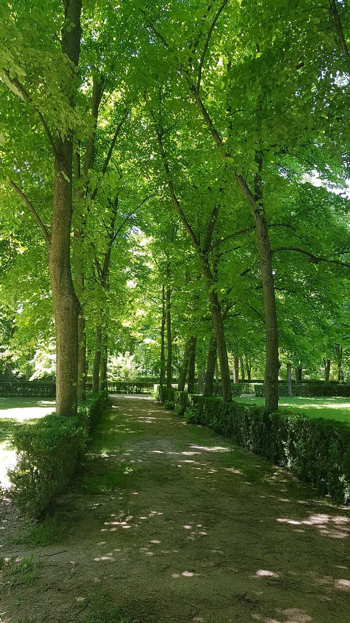 Centennial Trees