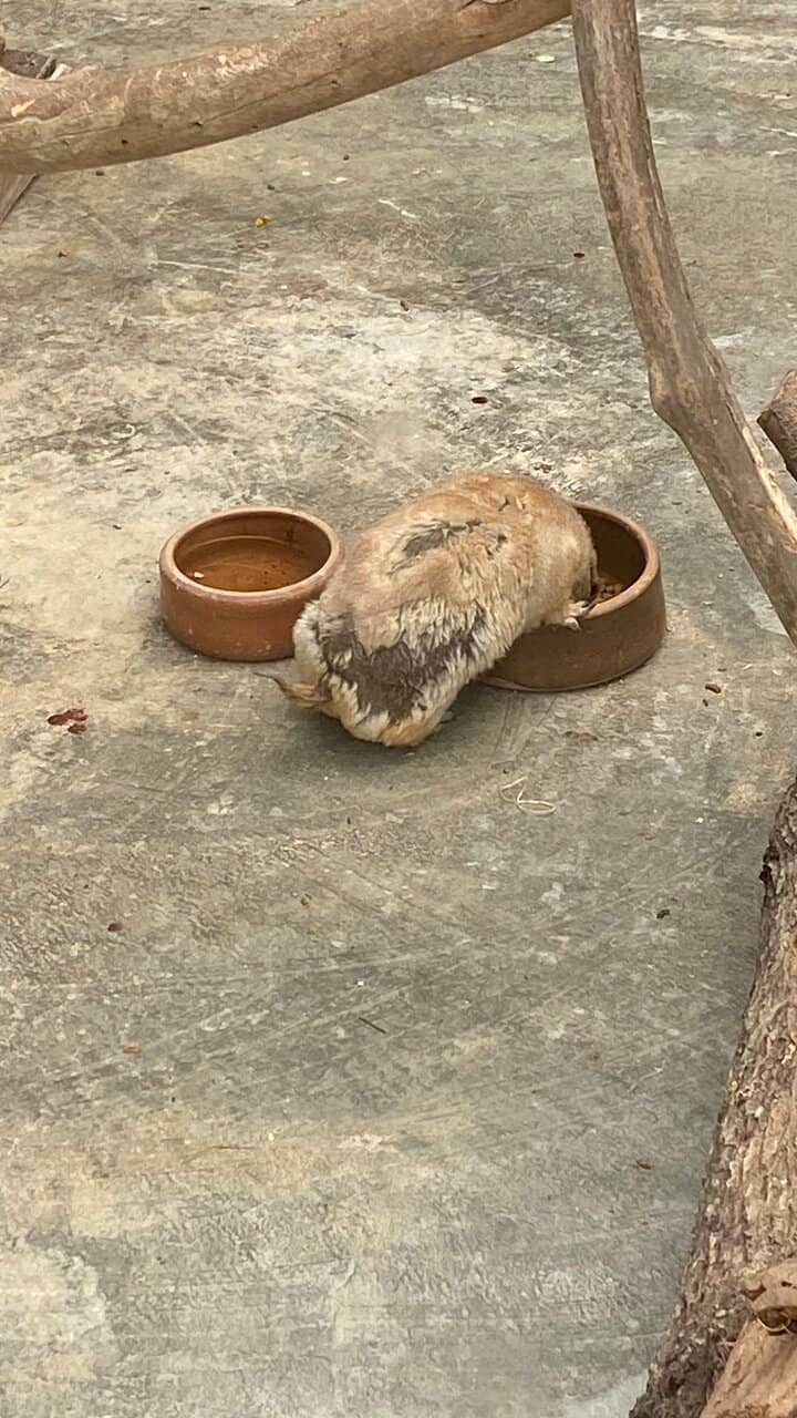 Reptile and Amphibian Collection