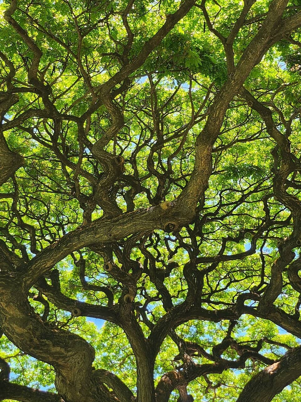 Waikiki Art Fest