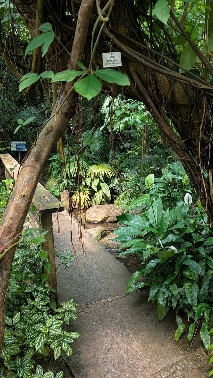 Cactus and Fern Collections