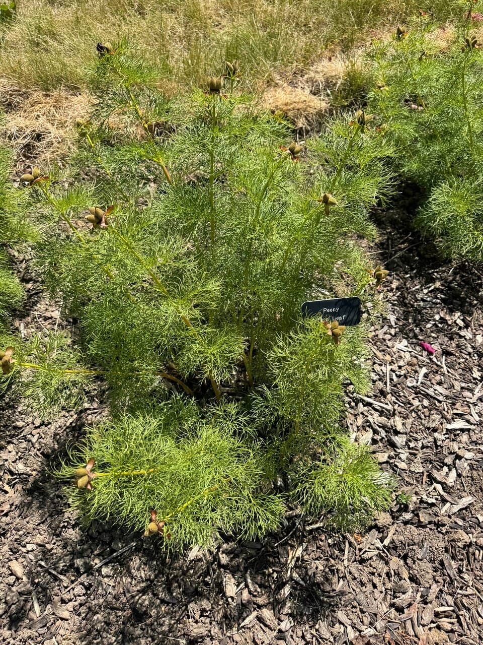 Serene Pathways and Ponds
