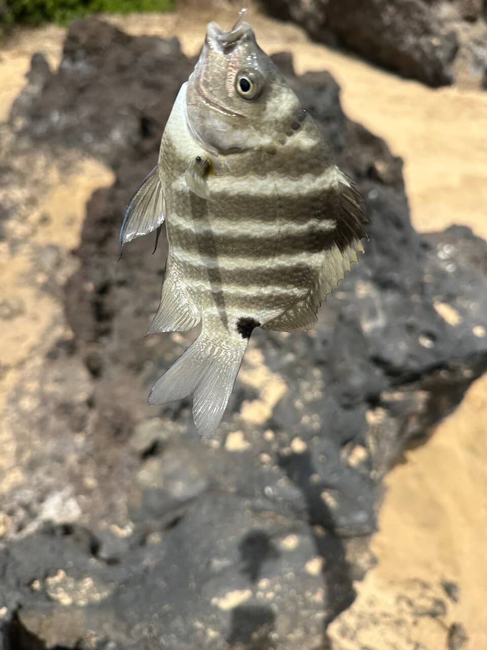 Turtle Spotting Haven