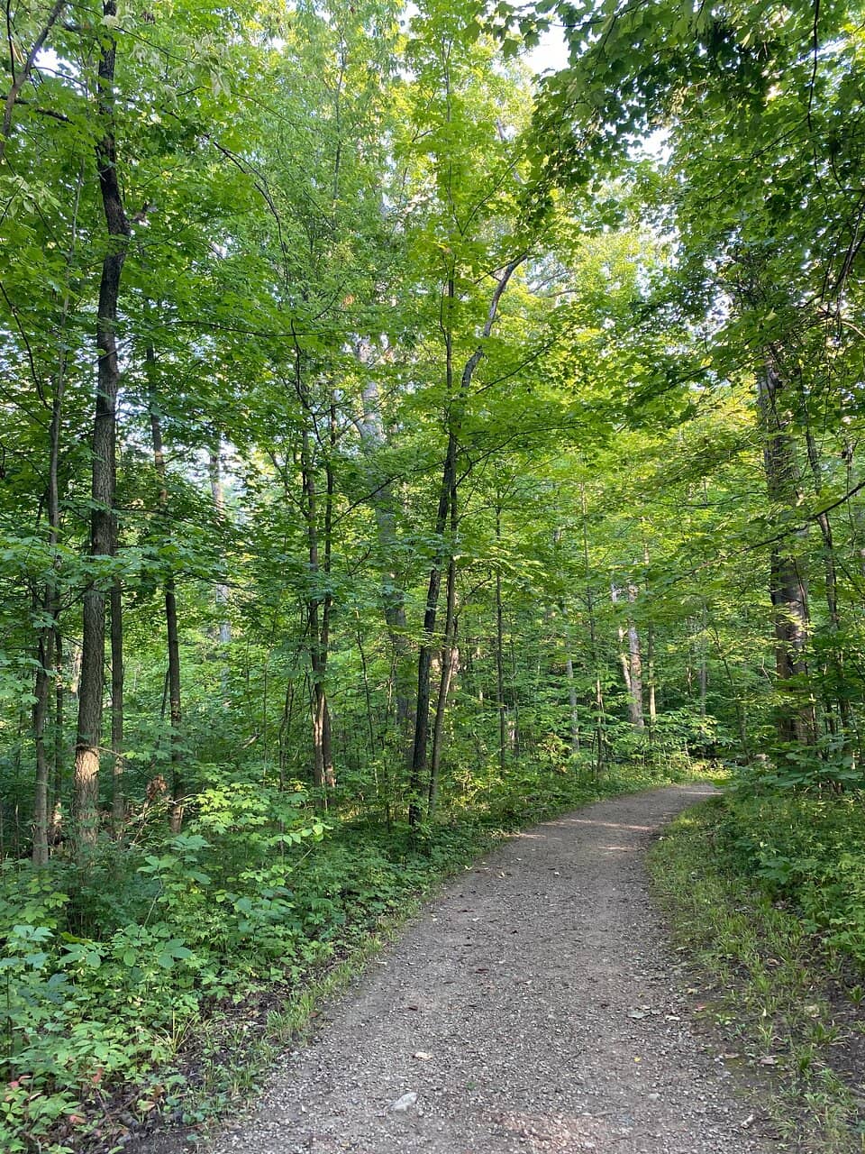 Natural Playscape