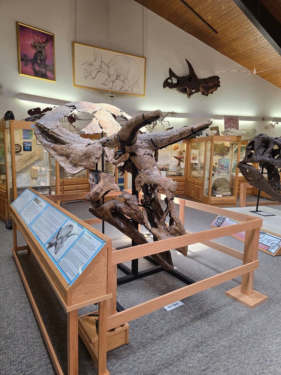 Lee Rex Skeleton