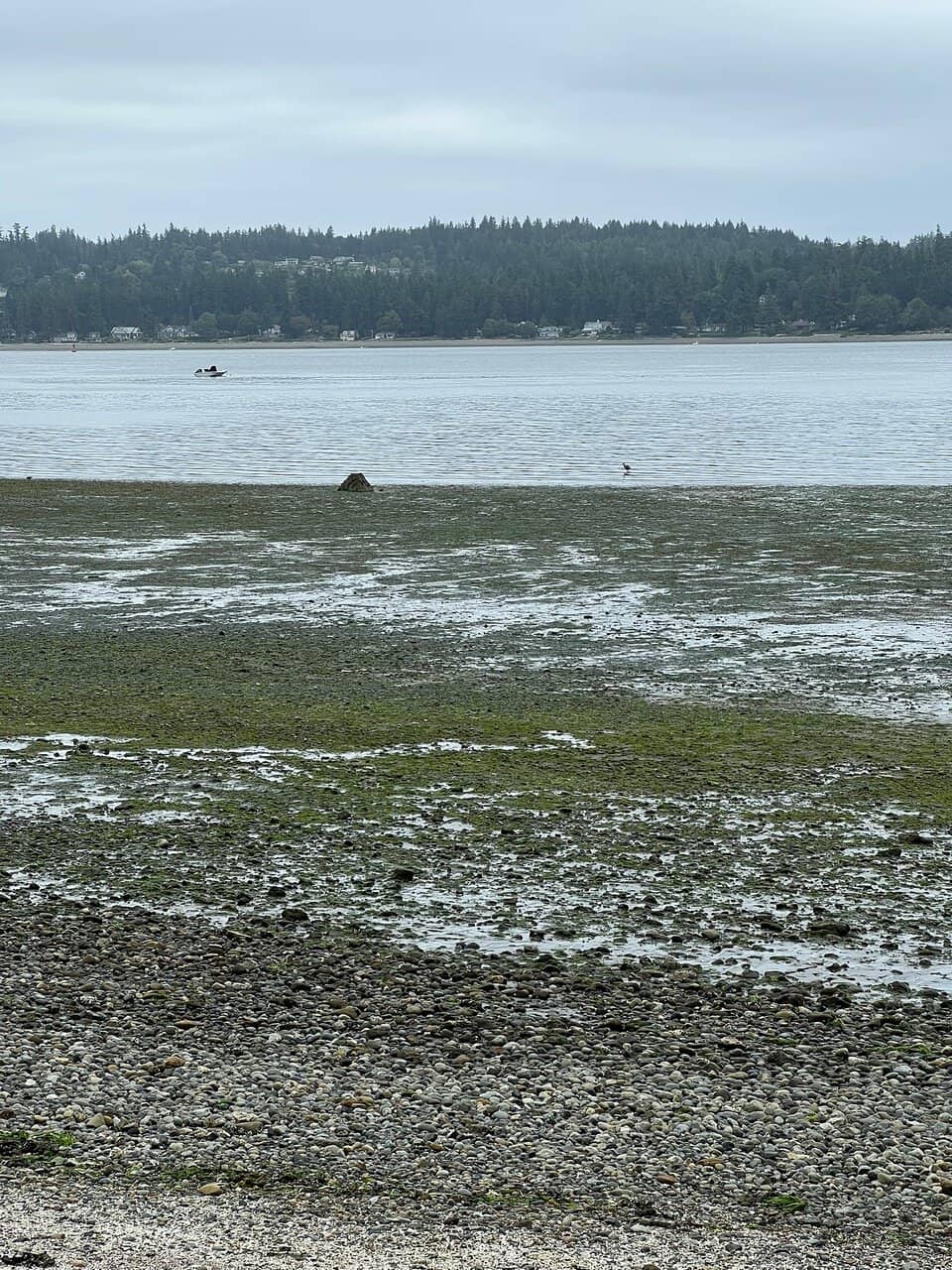 Tide Pool Treasures