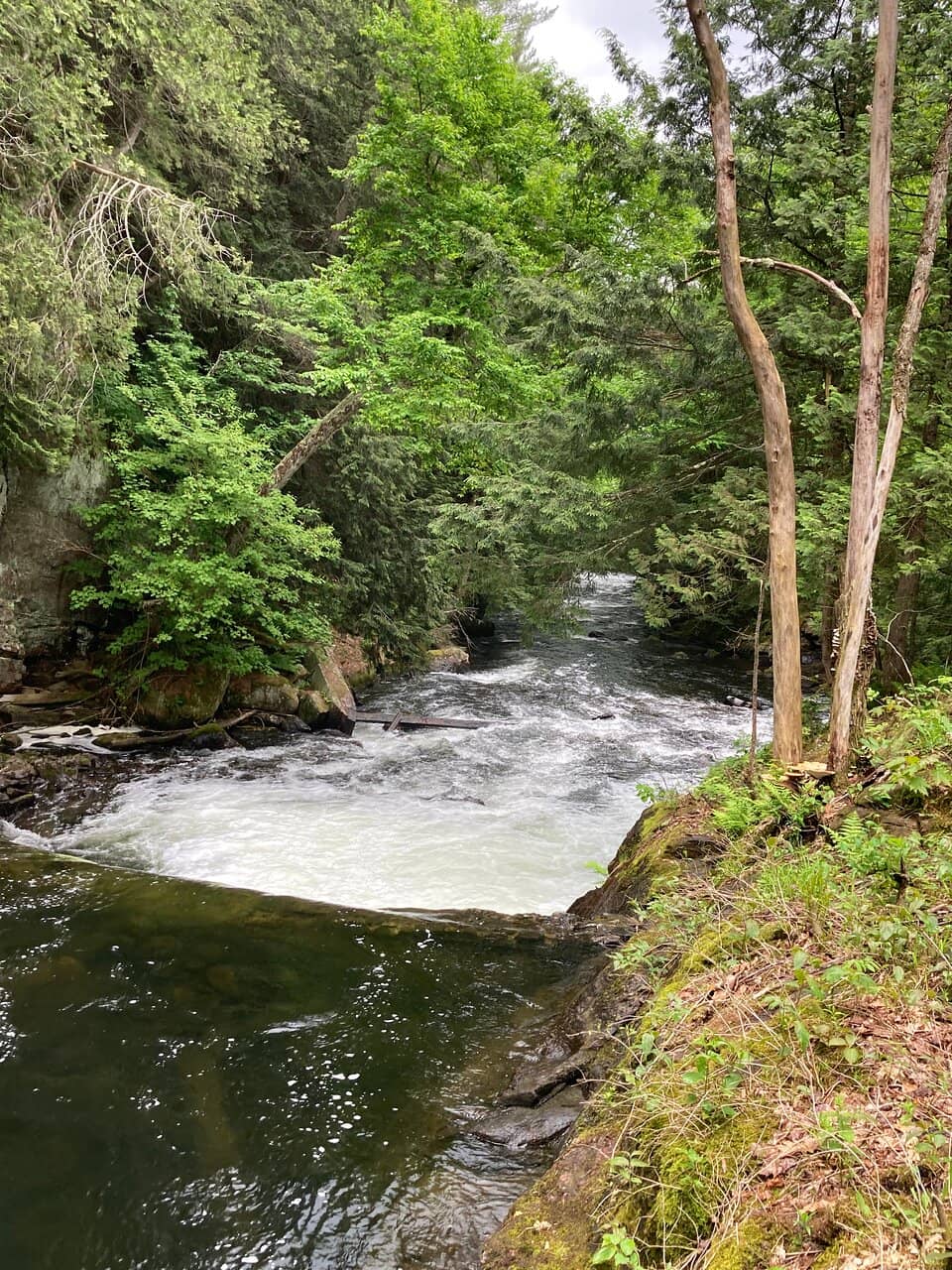 Panoramic Forest Outlooks