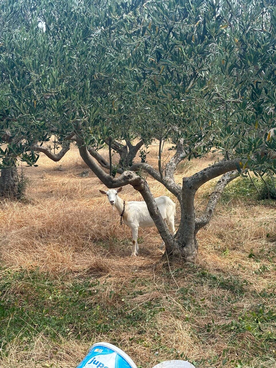 Vineyards and Local Produce