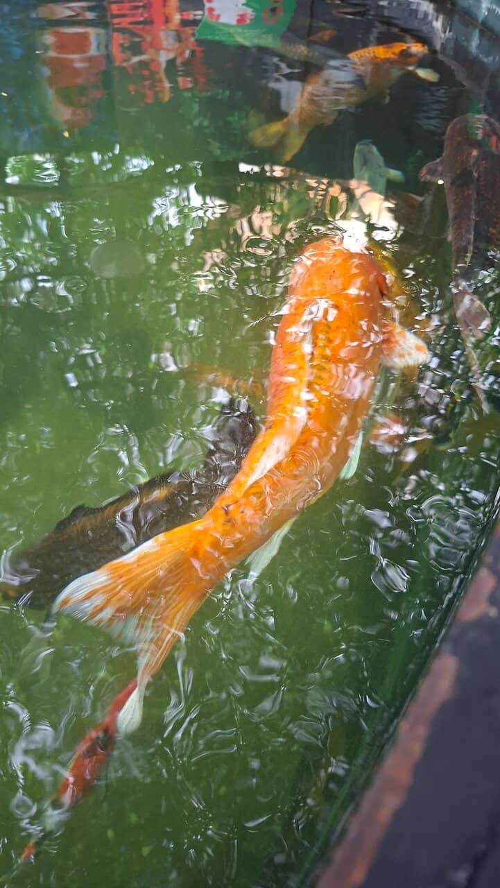 Vibrant Koi Pond