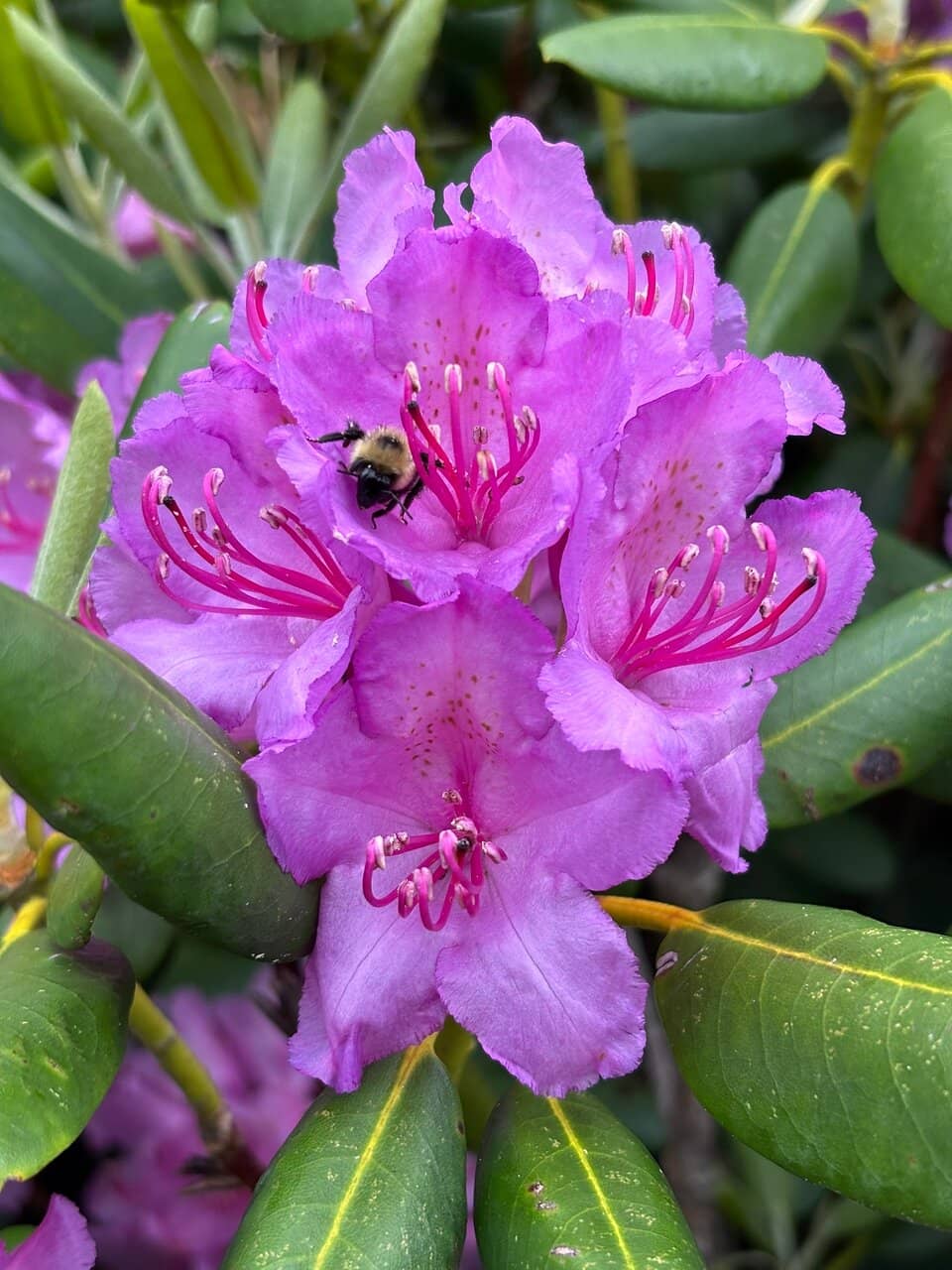 Appalachian Trail Section