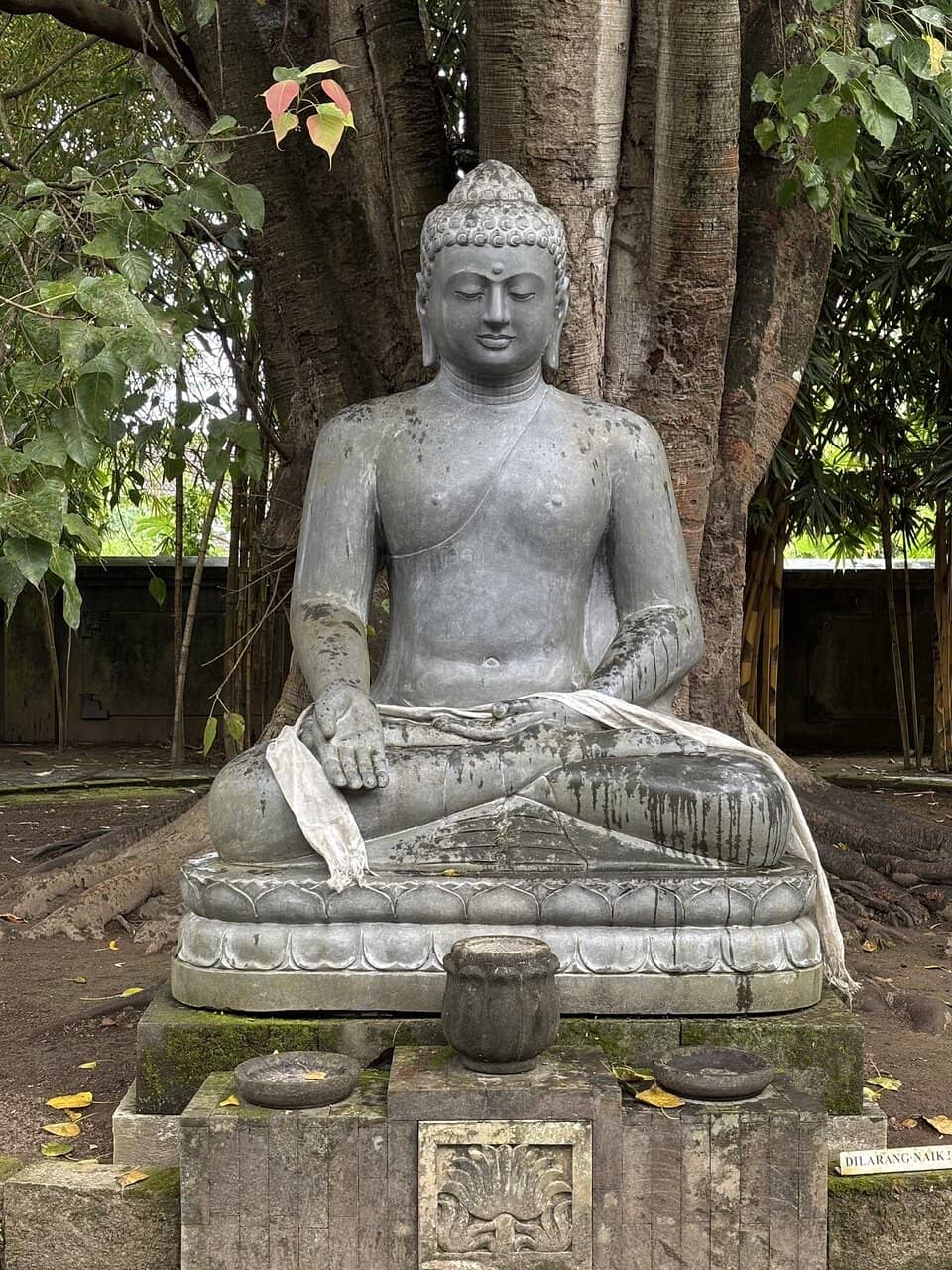 Ancient Bodhi Tree