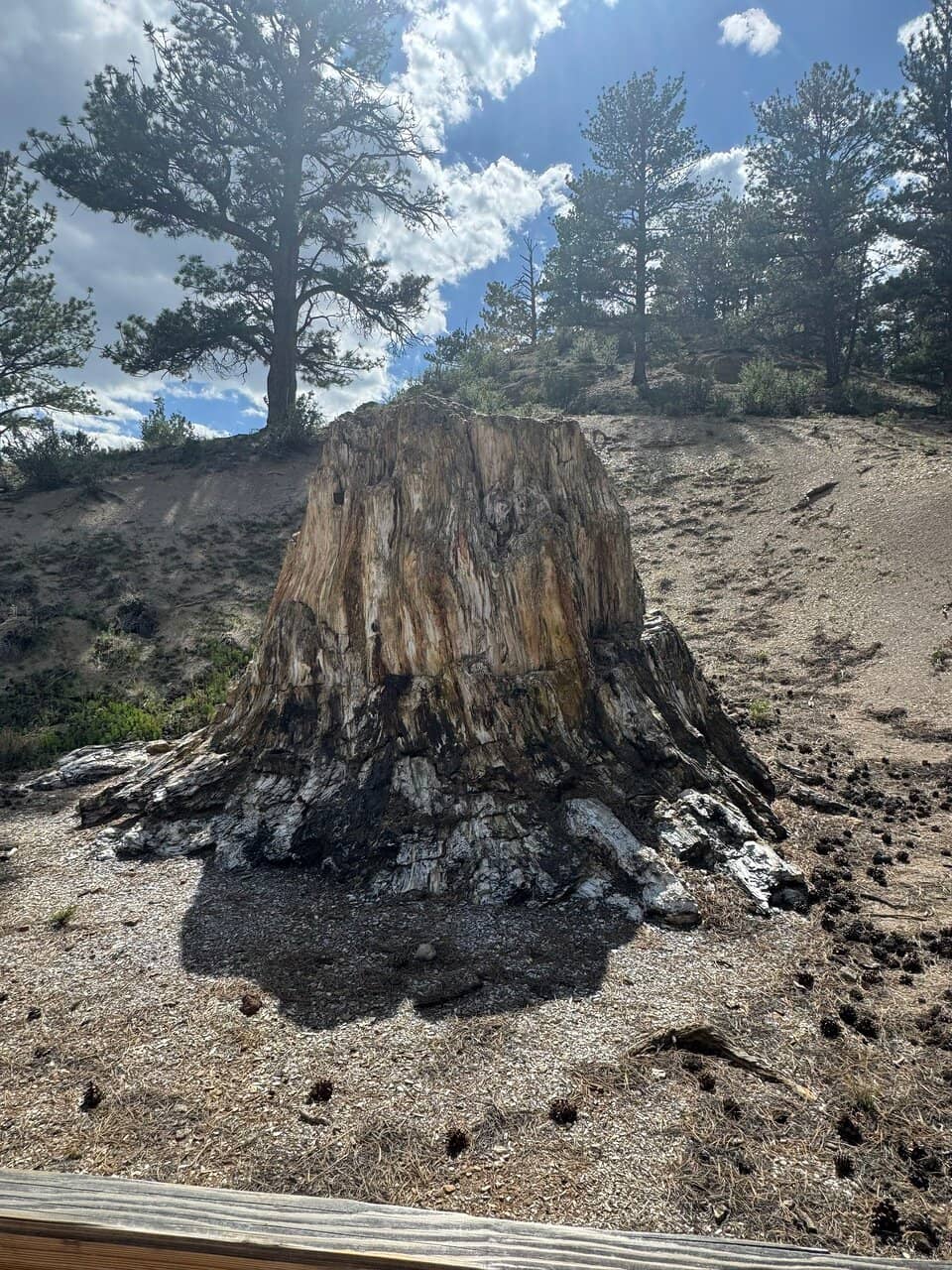 Petrified Redwood Stumps
