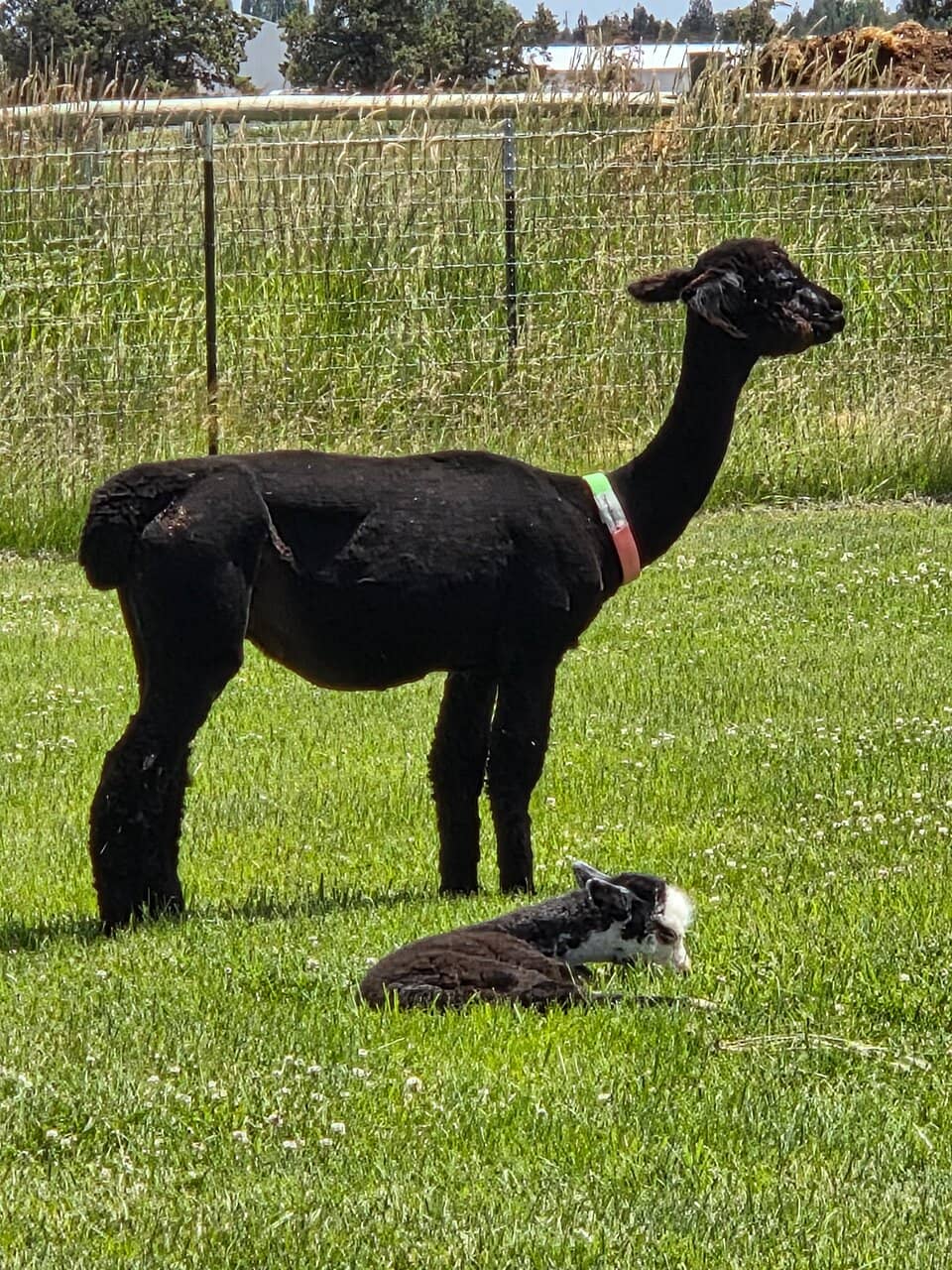 Adorable Alpaca Crias