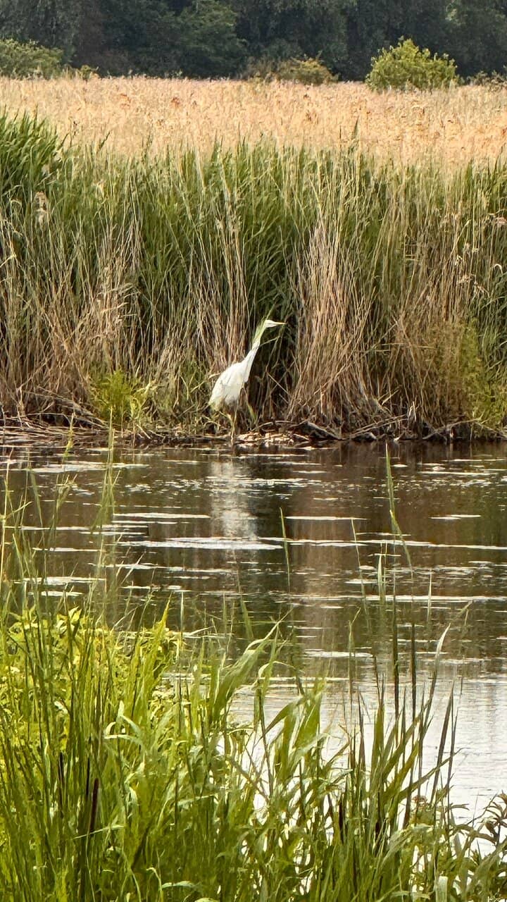 Bittern & Marsh Harrier Spotting