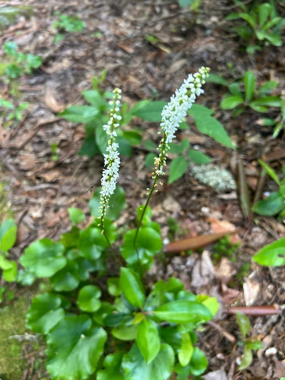 Lake Loop Trail