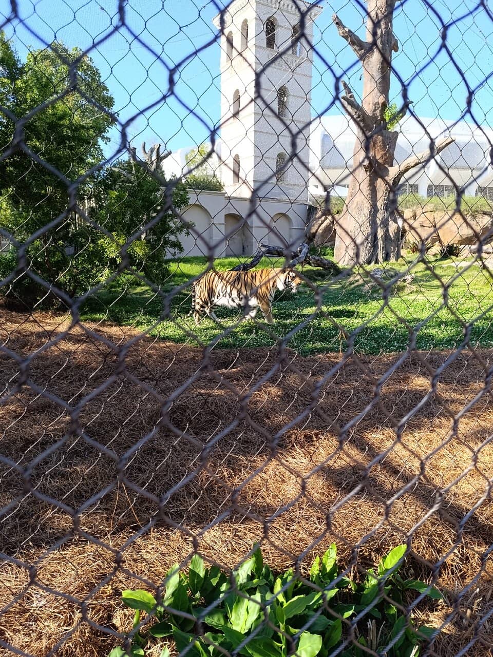 Community Jamboree Games