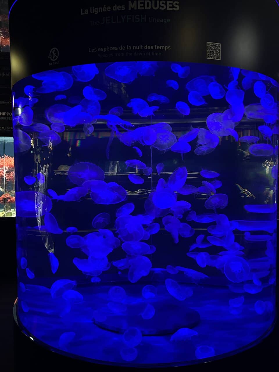 WWII Liberation Exhibits