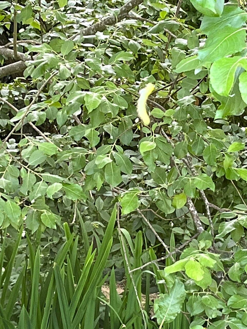 Woodland Trails