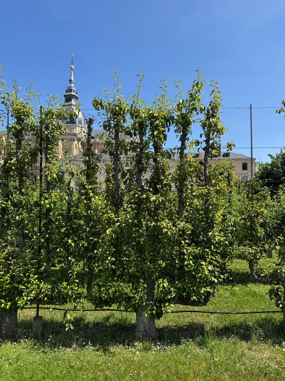 The Authenticity of Versailles