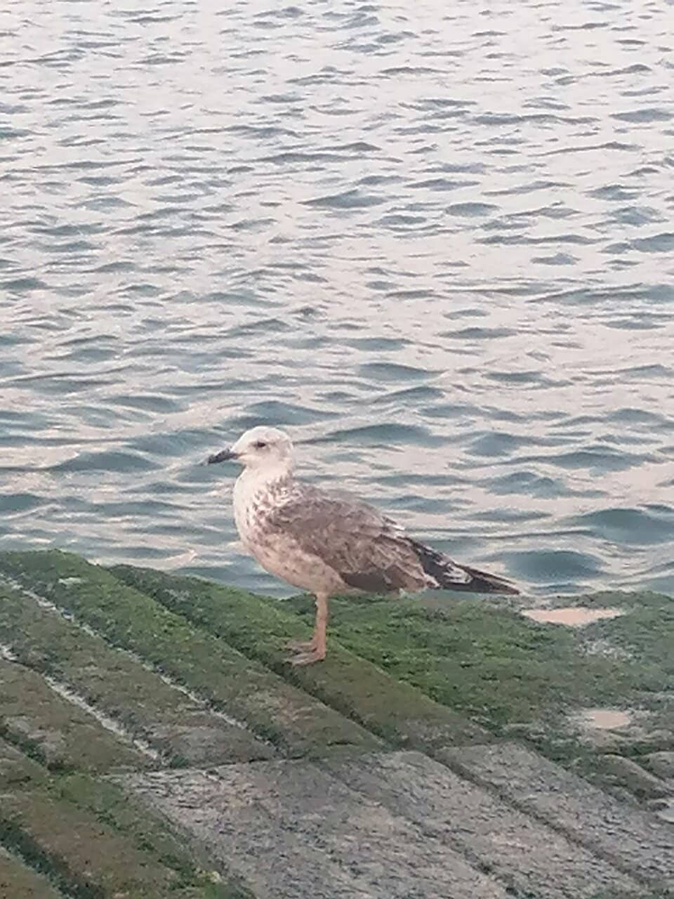 Tagus River Nature Reserve