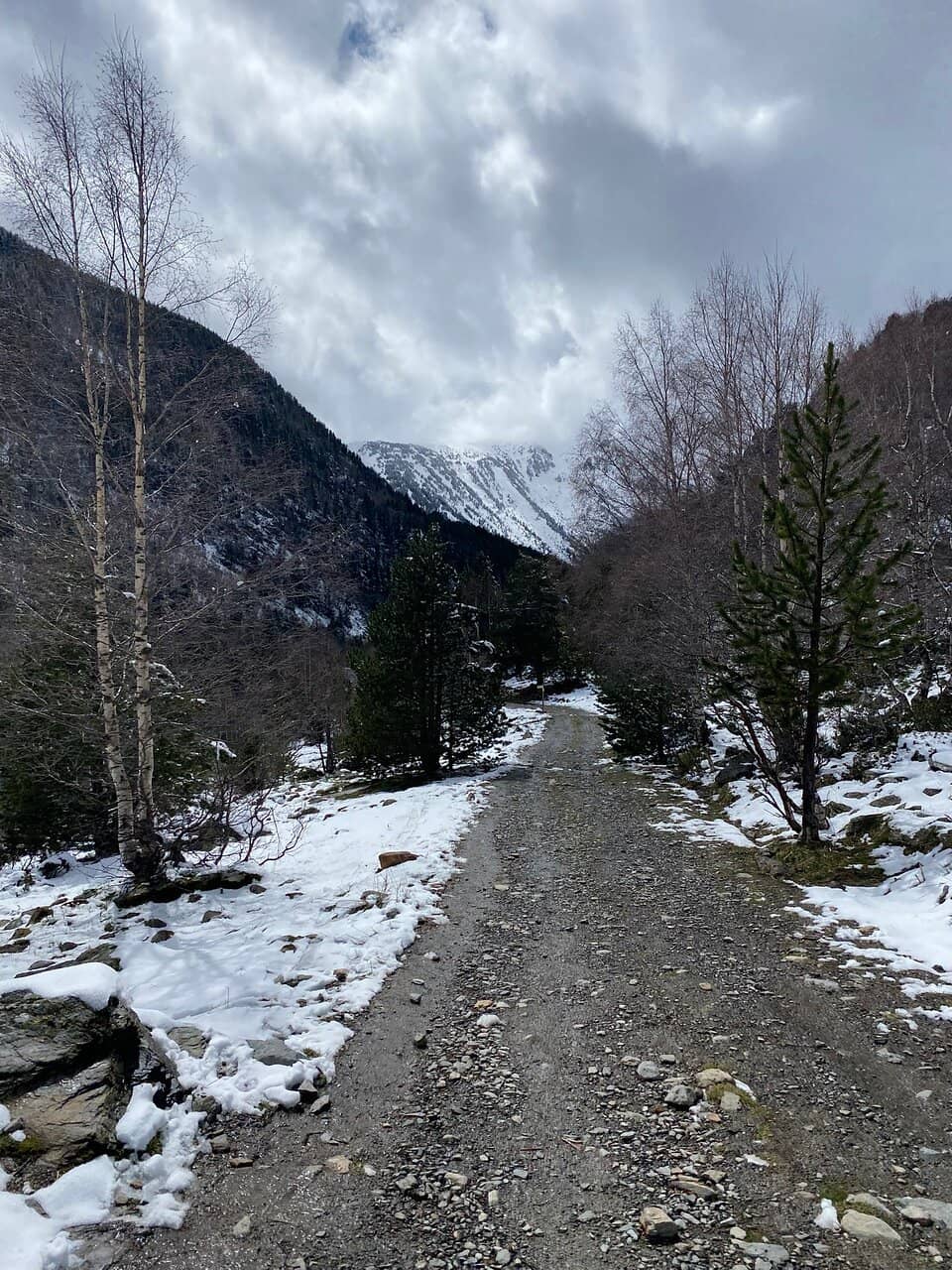 Alpine Flora and Fauna